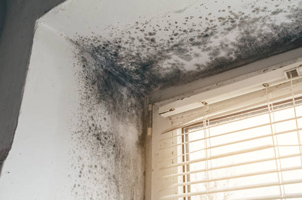 Affordable Basement Mold Remediation solutions in Zarephath, NJ